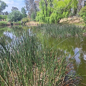 Eleocharis sphacelata at Yarralumla, ACT - 12 Nov 2024