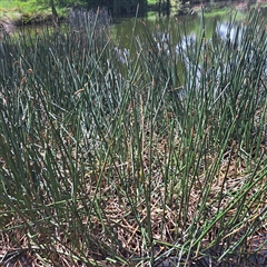 Eleocharis sphacelata at Yarralumla, ACT - 12 Nov 2024