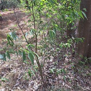 Celtis australis at Yarralumla, ACT - 12 Nov 2024