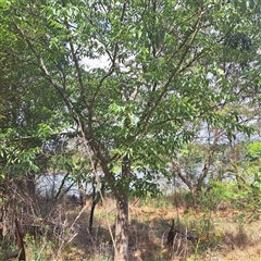 Celtis australis at Yarralumla, ACT - 12 Nov 2024