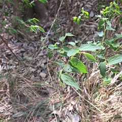 Celtis australis at Yarralumla, ACT - 12 Nov 2024