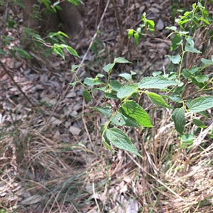 Celtis australis at Yarralumla, ACT - 12 Nov 2024