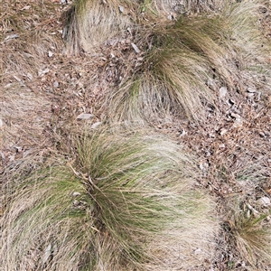 Nassella trichotoma at Yarralumla, ACT - 12 Nov 2024