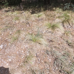 Nassella trichotoma at Yarralumla, ACT - 12 Nov 2024