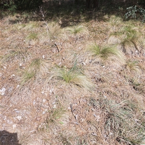 Nassella trichotoma at Yarralumla, ACT - 12 Nov 2024 10:23 AM