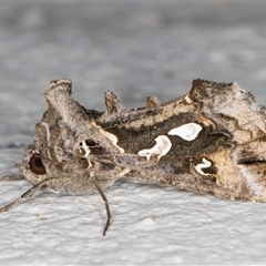 Chrysodeixis argentifera (Tobacco Looper) at Melba, ACT - 9 Nov 2024 by kasiaaus