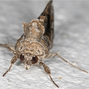 Chrysodeixis argentifera at Melba, ACT - 9 Nov 2024