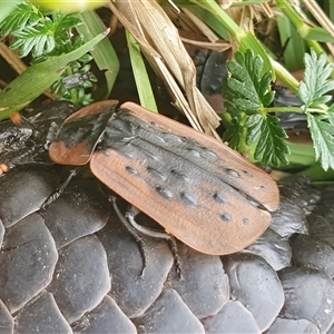 Ptomaphila lacrymosa at Yass River, NSW - 12 Nov 2024 09:34 AM