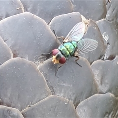 Chrysomya sp. (genus) (A green/blue blowfly) at Yass River, NSW - 11 Nov 2024 by SenexRugosus