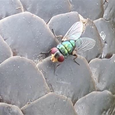 Chrysomya sp. (genus) (A green/blue blowfly) at Yass River, NSW - 12 Nov 2024 by SenexRugosus