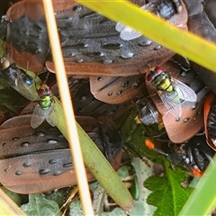 Chrysomya sp. (genus) at Yass River, NSW - 12 Nov 2024 09:34 AM