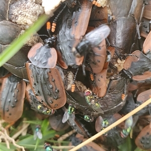 Chrysomya sp. (genus) at Yass River, NSW - 12 Nov 2024 09:34 AM