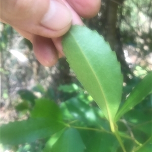 Doryphora sassafras at Murrah, NSW by ludomcferran