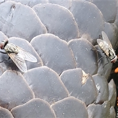 Musca vetustissima (Bush Fly) at Yass River, NSW - 12 Nov 2024 by SenexRugosus