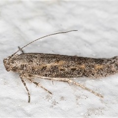 Ephysteris promptella (Ratoon Shootborer) at Melba, ACT - 9 Nov 2024 by kasiaaus