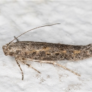 Ephysteris promptella at Melba, ACT - 9 Nov 2024 11:42 PM