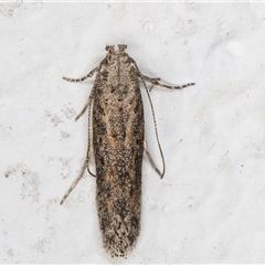 Ephysteris promptella at Melba, ACT - 9 Nov 2024 11:42 PM