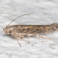 Ephysteris promptella at Melba, ACT - 9 Nov 2024