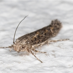 Ephysteris promptella at Melba, ACT - 9 Nov 2024