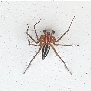 Oxyopes gracilipes at Yass River, NSW - 12 Nov 2024