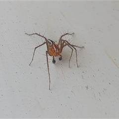 Oxyopes gracilipes at Yass River, NSW - 12 Nov 2024