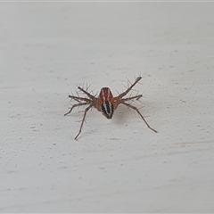 Oxyopes gracilipes at Yass River, NSW - 12 Nov 2024