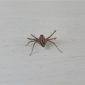 Oxyopes gracilipes at Yass River, NSW - 12 Nov 2024