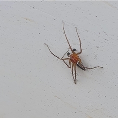 Oxyopes gracilipes at Yass River, NSW - 12 Nov 2024