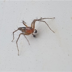 Oxyopes gracilipes at Yass River, NSW - 12 Nov 2024