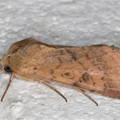 Unidentified Noctuoid moth (except Arctiinae) at Melba, ACT - 9 Nov 2024 by kasiaaus