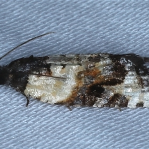 Asthenoptycha iriodes at Rosedale, NSW - suppressed