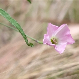 Convolvulus angustissimus subsp. angustissimus at Yass River, NSW - 12 Nov 2024