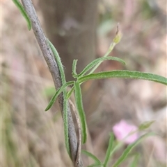 Convolvulus angustissimus subsp. angustissimus at Yass River, NSW - 12 Nov 2024 10:34 AM