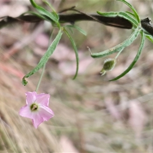 Convolvulus angustissimus subsp. angustissimus at Yass River, NSW - 12 Nov 2024 10:34 AM