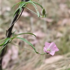 Convolvulus angustissimus subsp. angustissimus at Yass River, NSW - 12 Nov 2024