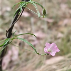 Convolvulus angustissimus subsp. angustissimus at Yass River, NSW - 12 Nov 2024 10:34 AM