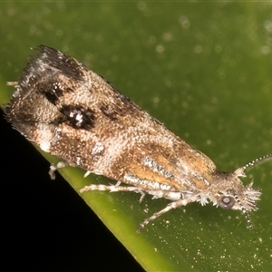 Tebenna micalis at Melba, ACT - 9 Nov 2024 11:54 PM