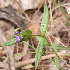 Veronica gracilis at Yass River, NSW - 12 Nov 2024