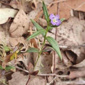 Veronica gracilis at Yass River, NSW - 12 Nov 2024