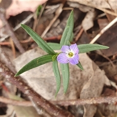 Veronica gracilis at Yass River, NSW - 12 Nov 2024 10:14 AM