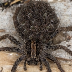 Lycosidae (family) (Wolf spider) at Melba, ACT - 10 Nov 2024 by kasiaaus