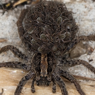 Lycosidae (family) (Wolf spider) at Melba, ACT - 10 Nov 2024 by kasiaaus