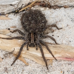 Lycosidae (family) at Melba, ACT - 10 Nov 2024 09:55 PM