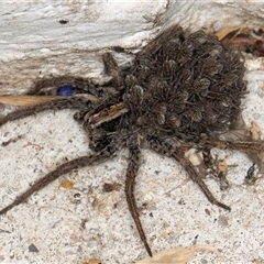 Lycosidae (family) at Melba, ACT - 10 Nov 2024