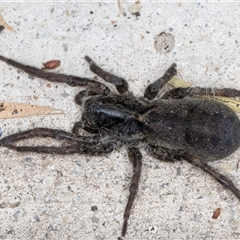 Lycosidae (family) (Unidentified wolf spider) at Melba, ACT - 10 Nov 2024 by kasiaaus