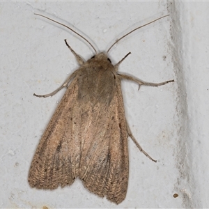 Mythimna (Pseudaletia) convecta at Melba, ACT - 10 Nov 2024