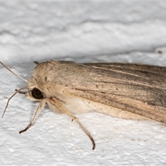 Mythimna (Pseudaletia) convecta at Melba, ACT - 10 Nov 2024 09:58 PM