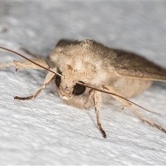 Mythimna (Pseudaletia) convecta at Melba, ACT - 10 Nov 2024