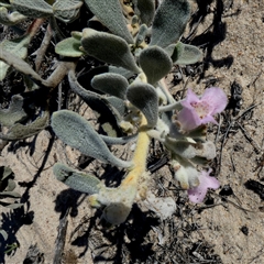 Unidentified Other Shrub at Kalbarri National Park, WA - 12 Sep 2024 by Paul4K