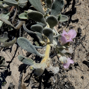 Unidentified Other Shrub at Kalbarri National Park, WA by Paul4K